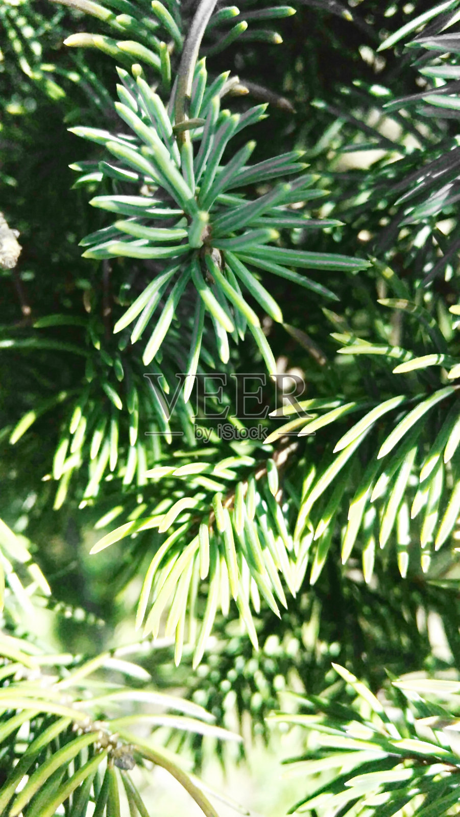 树枝上的针大快乐的春天照片摄影图片