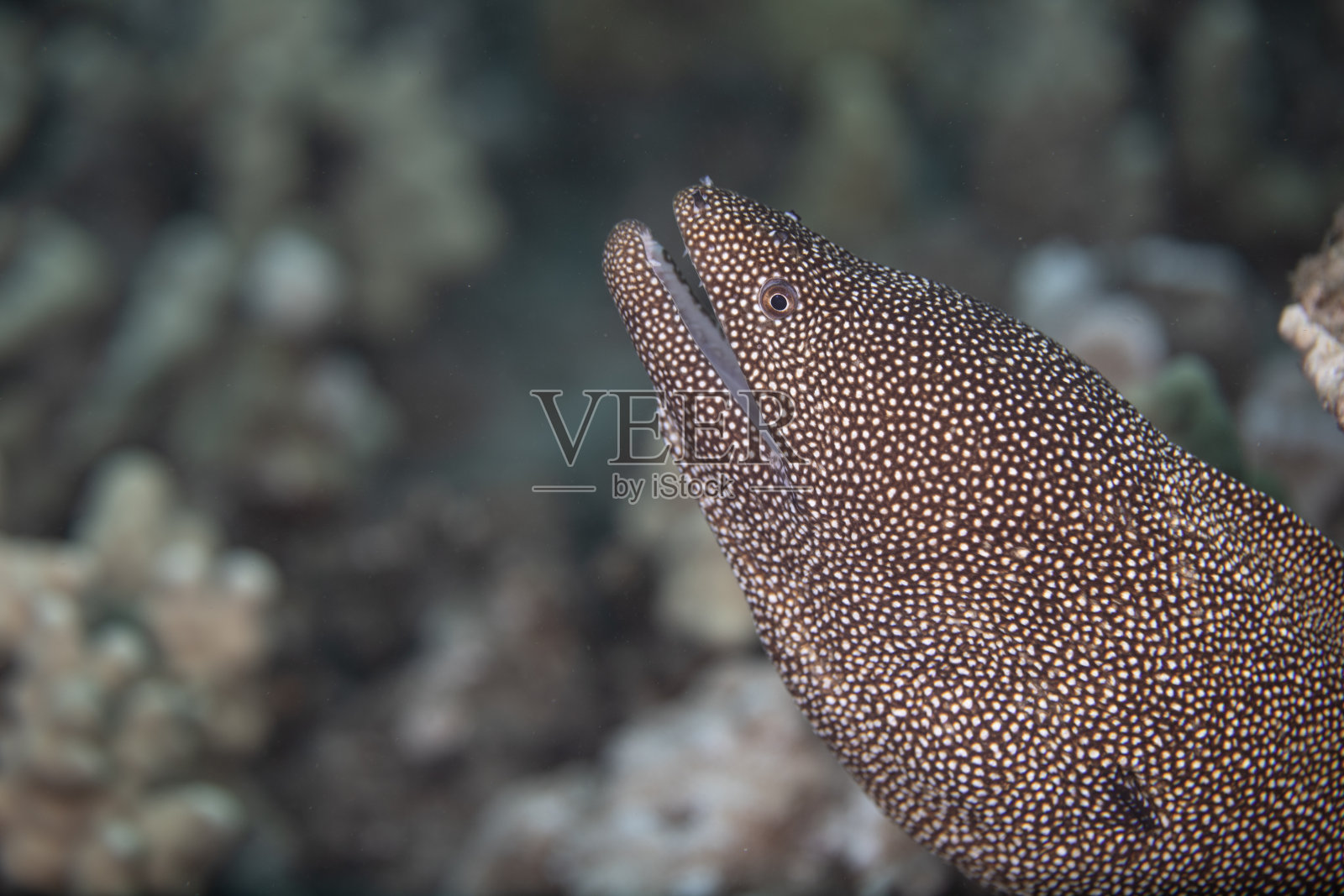 夏威夷的鱼和珊瑚礁照片摄影图片