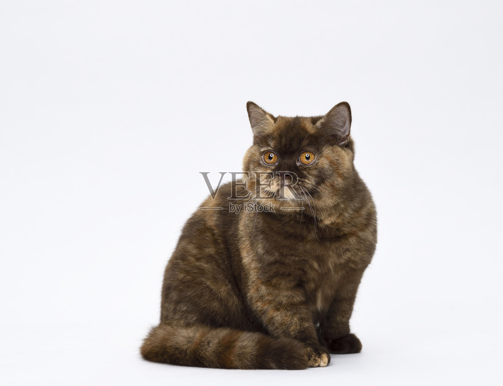 棕色英国短毛猫照片摄影图片