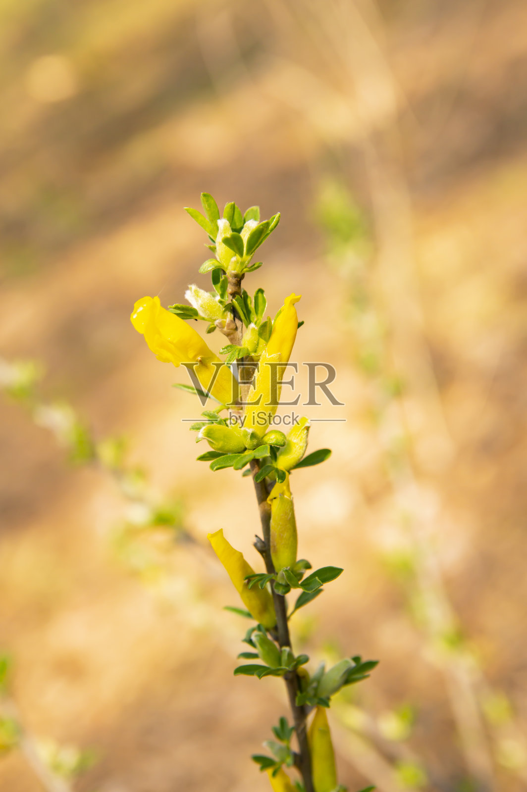 黄林花-地球日照片摄影图片