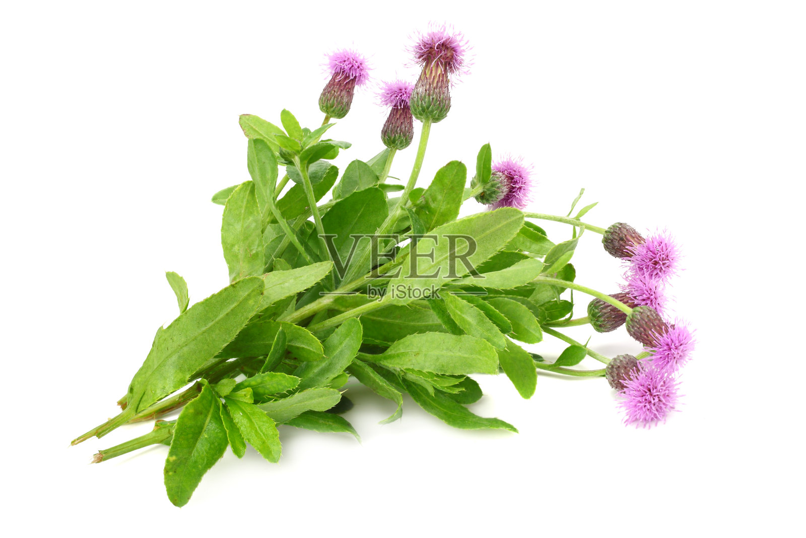 孤立在白色背景上的牛蒡花。牛蒡照片摄影图片