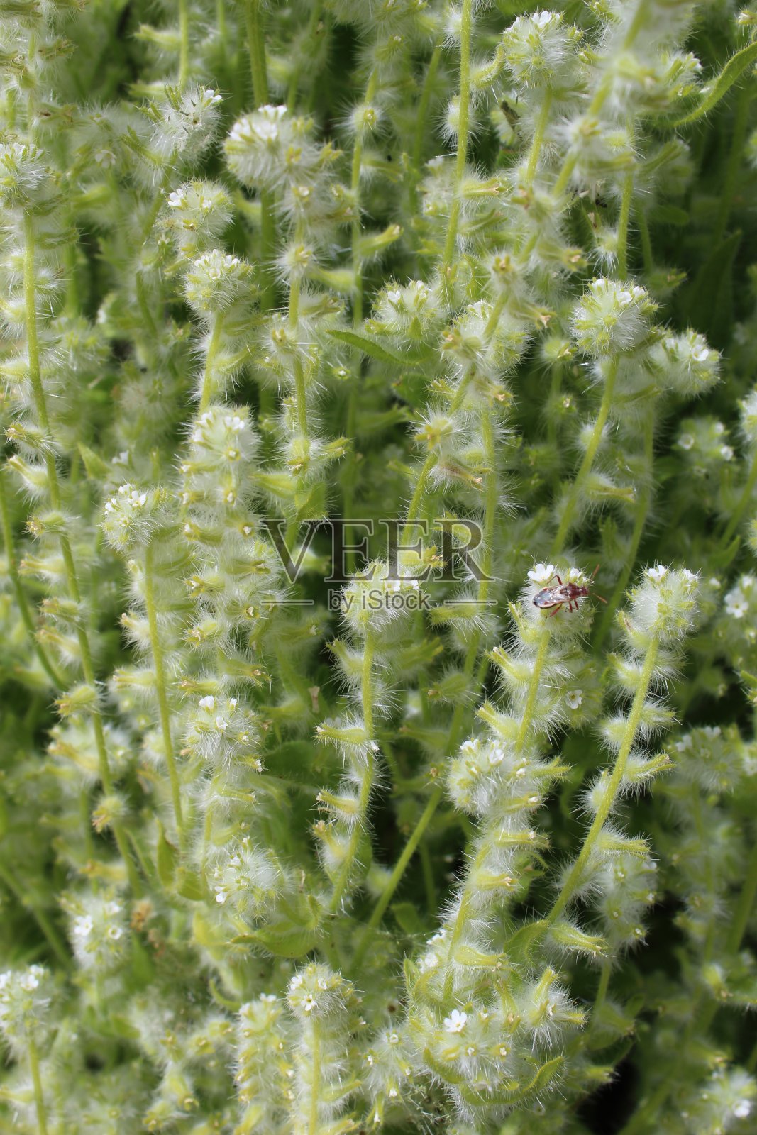 CRYPTANTHA勿忘我草照片摄影图片