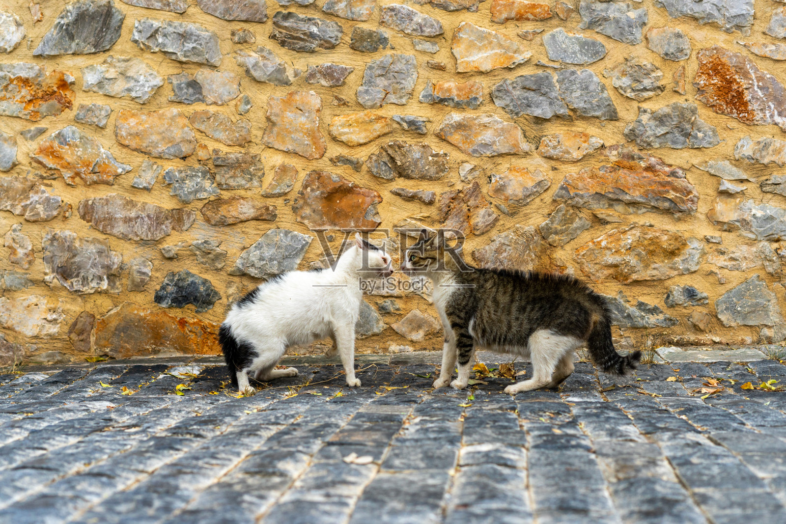 战斗猫照片摄影图片