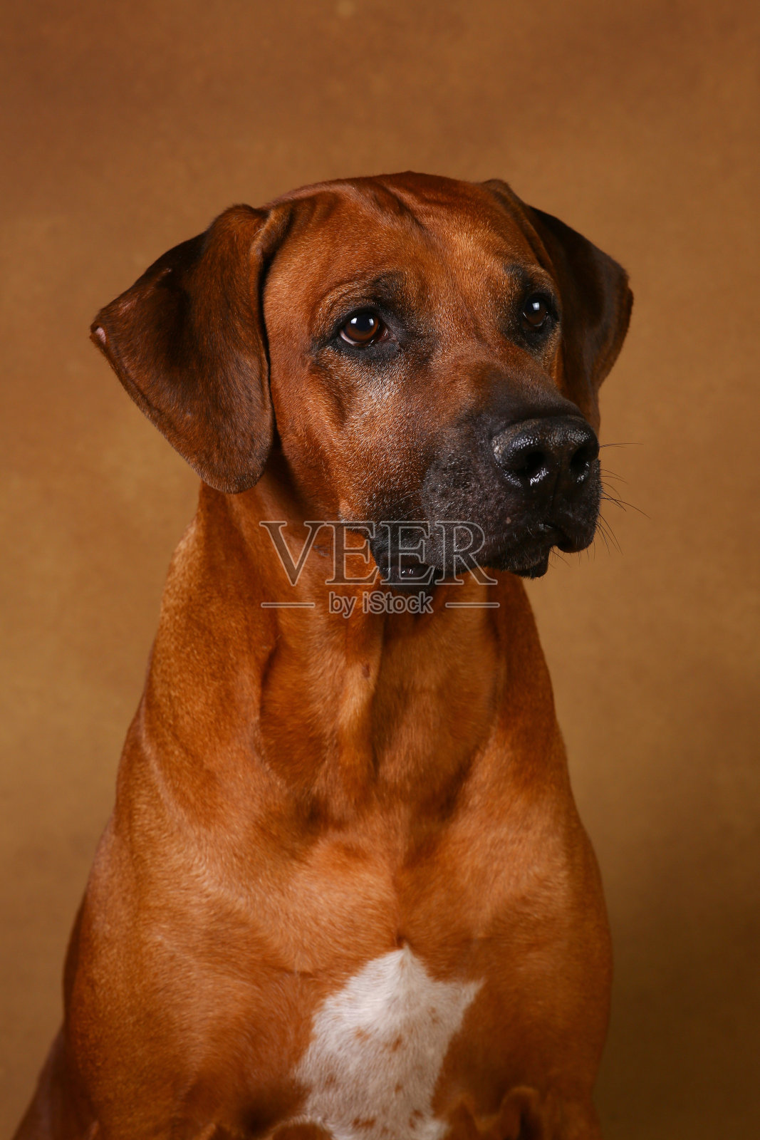 工作室拍摄的罗得西亚脊背狗在棕色的背景照片摄影图片