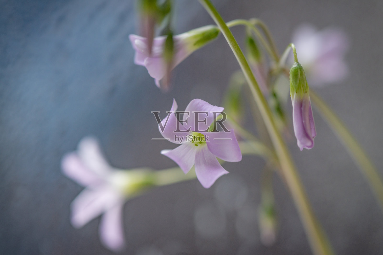 精致的花朵照片摄影图片