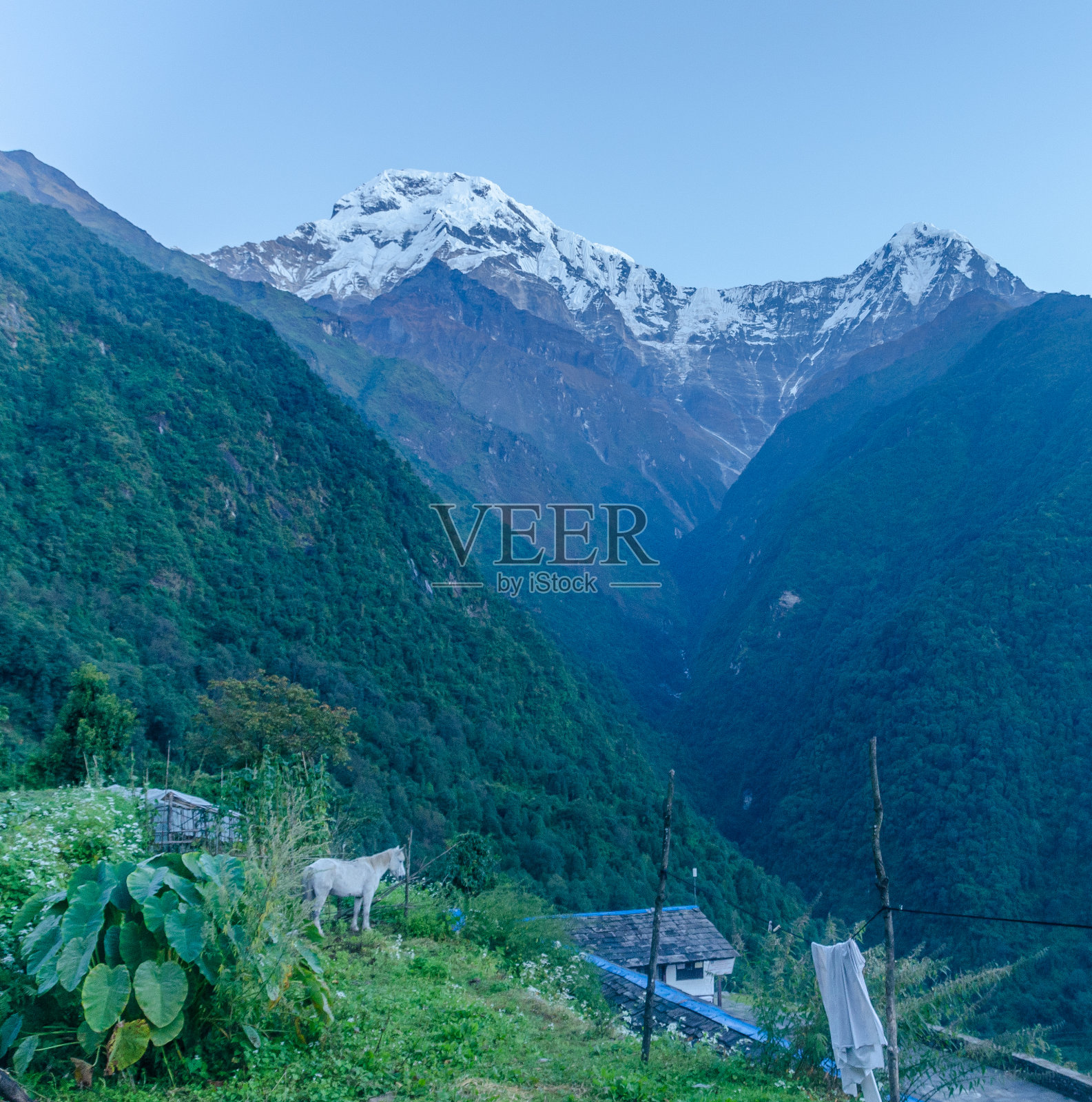 喜马拉雅风景中的驴照片摄影图片