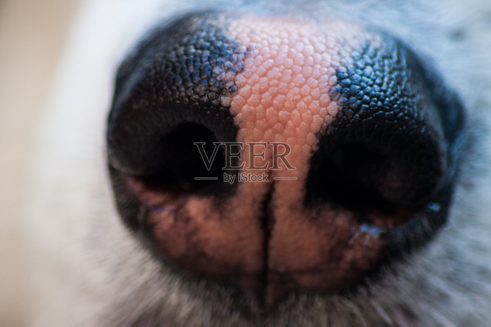 阿拉斯加雪橇犬的鼻子照片摄影图片