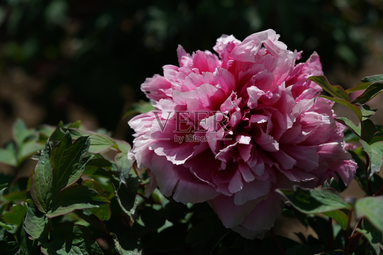 牡丹-粉色照片摄影图片