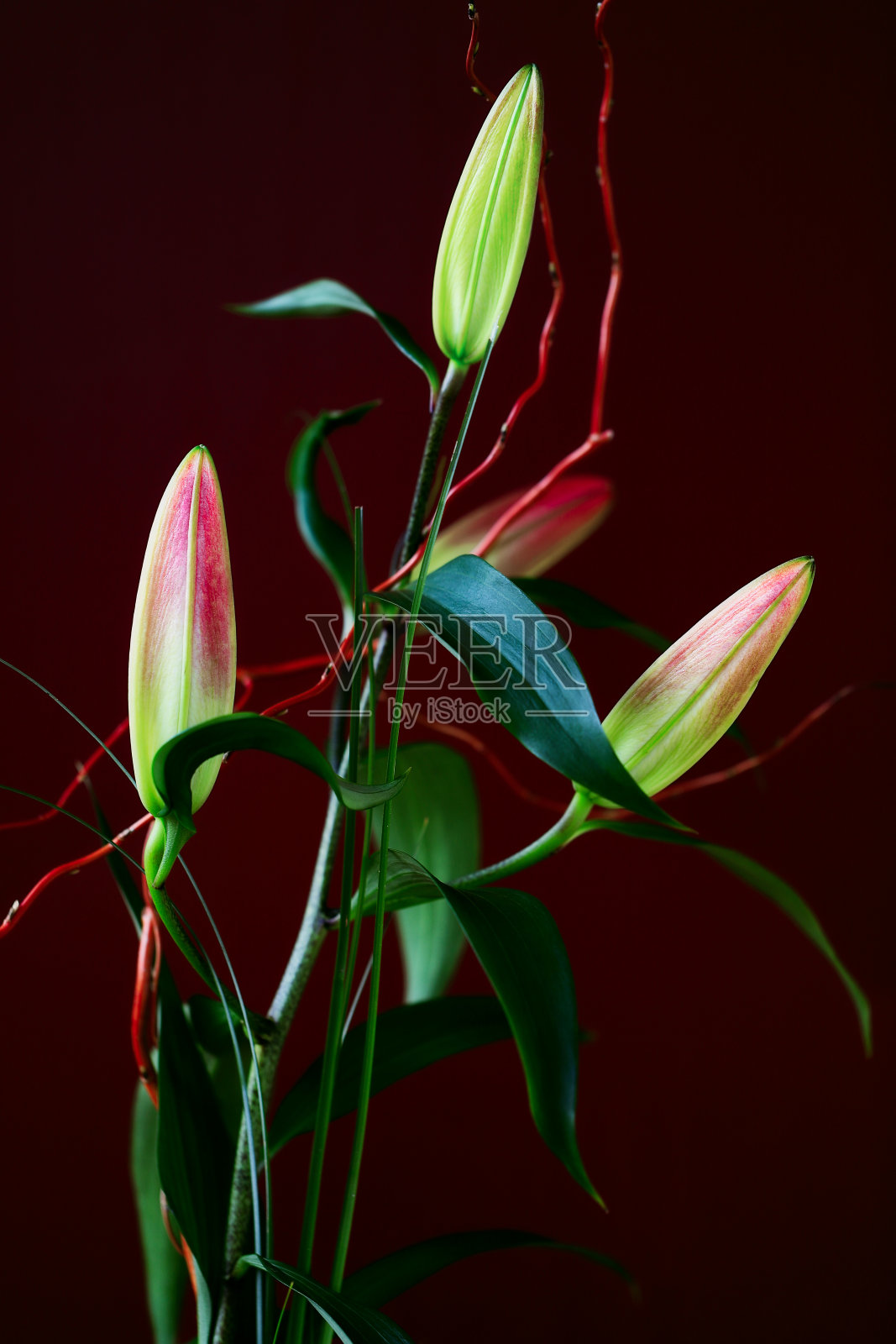 观赏真正的百合花花蕾花束，插花使花有生气照片摄影图片