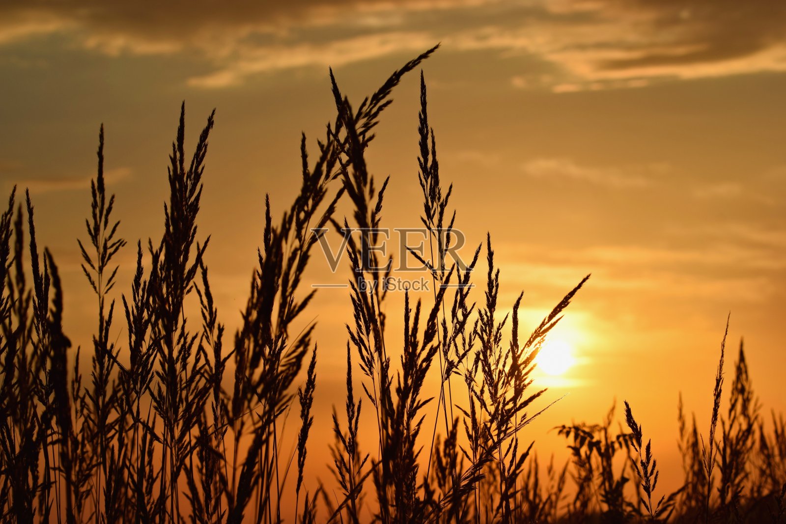 美丽的日落与草和植物的剪影照片摄影图片
