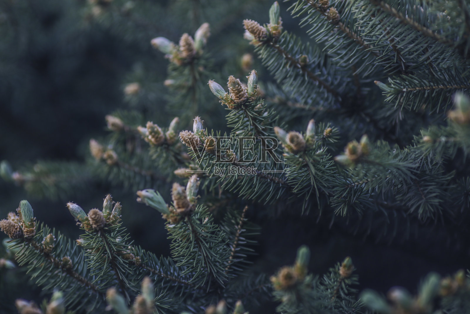 香云杉，蓝色云杉，美丽清新的蓝绿色天然圣诞树照片摄影图片