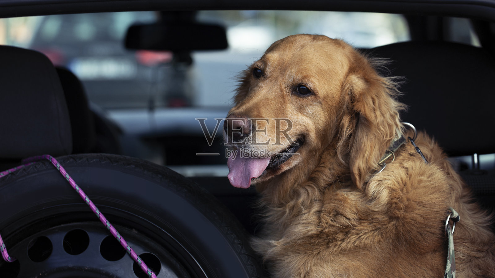 车后备箱里的金狗照片摄影图片
