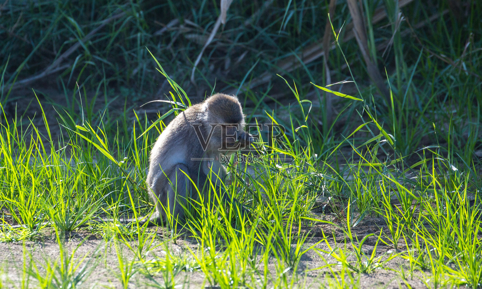 马来西亚:长尾猕猴照片摄影图片