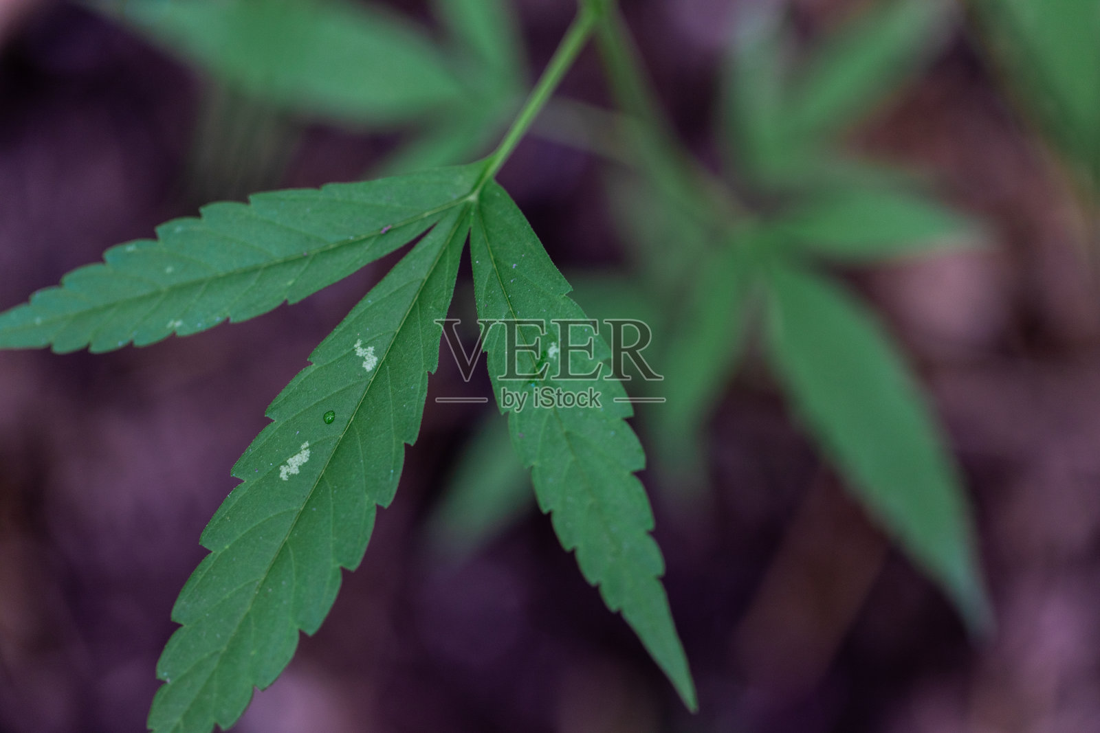 美丽的大麻树的背景生长在地面上。照片摄影图片