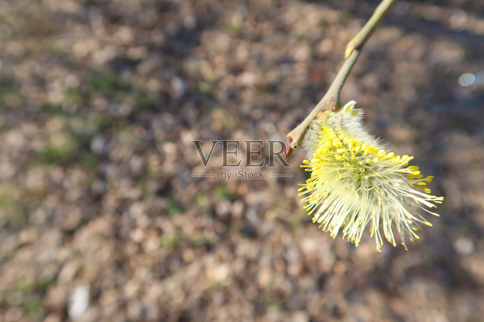 在早春的时候，猫咪柳树的枝头有蓬松的花蕾照片摄影图片