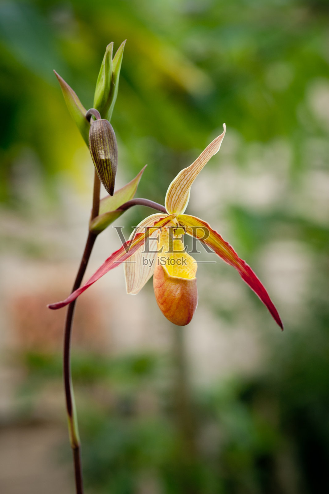 紫色的有斑点的兰花茎。丁香花开枝。兰花开花焦点叠在孤立的白色背景上照片摄影图片