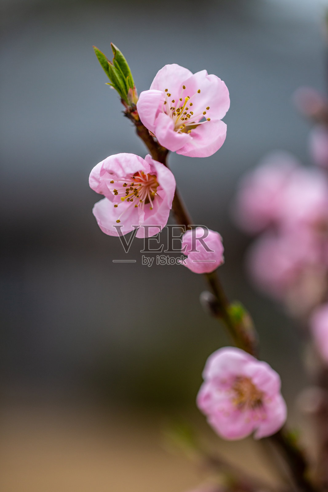 粉红色的桃子花照片摄影图片