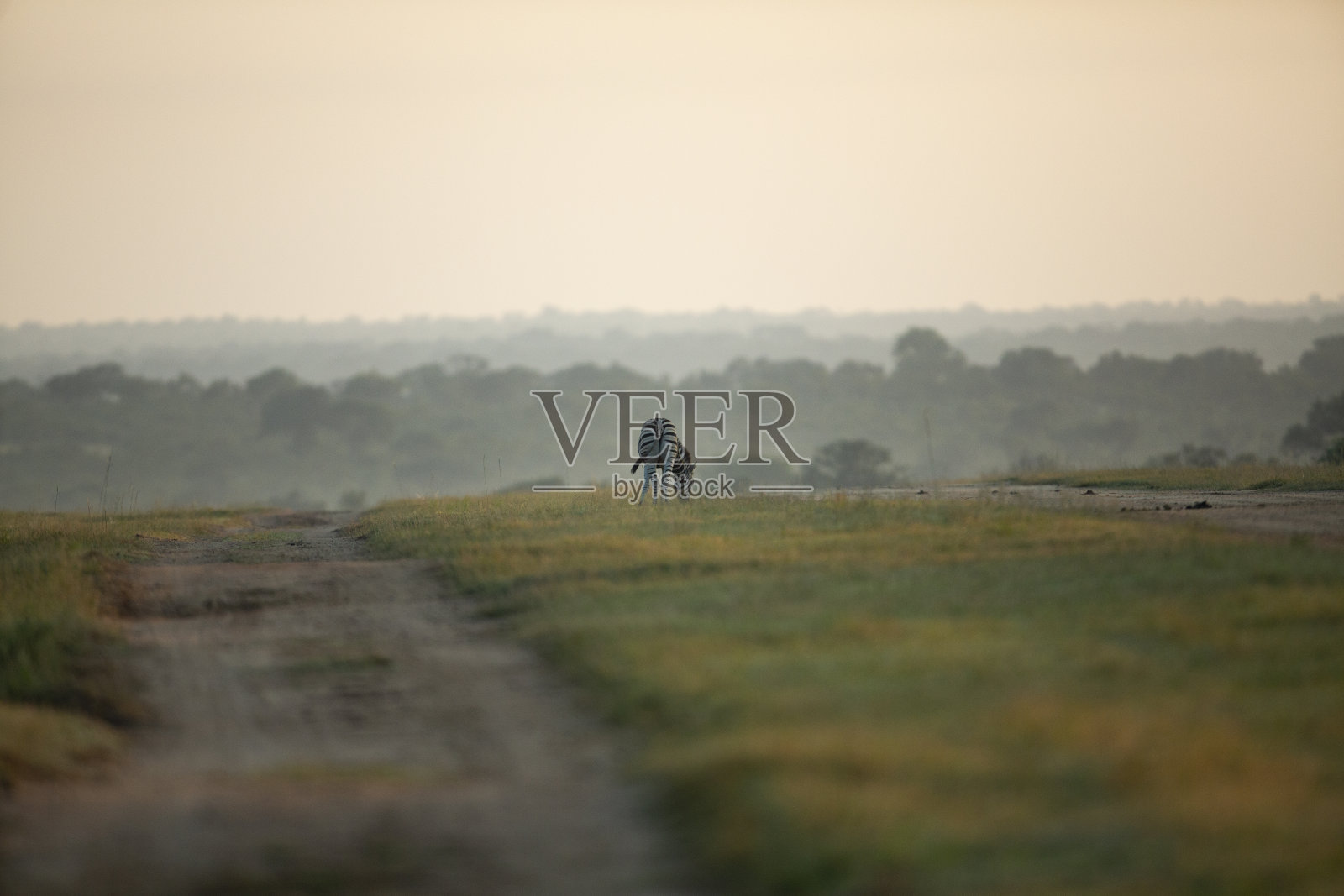 斑马群照片摄影图片