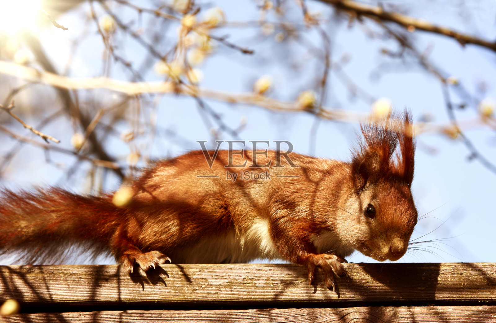 树上的松鼠照片摄影图片