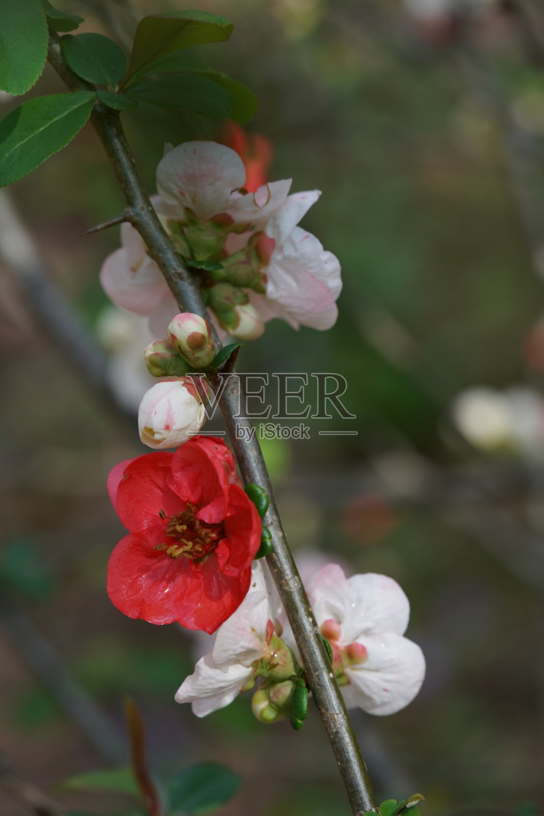 春花，浅粉照片摄影图片