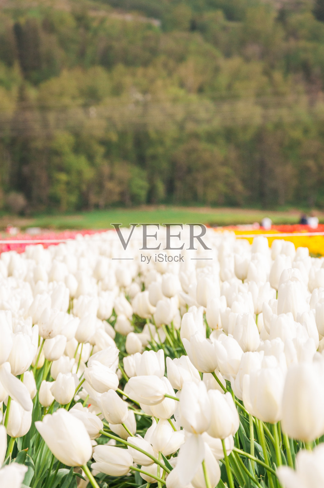 田野里的白色郁金香照片摄影图片