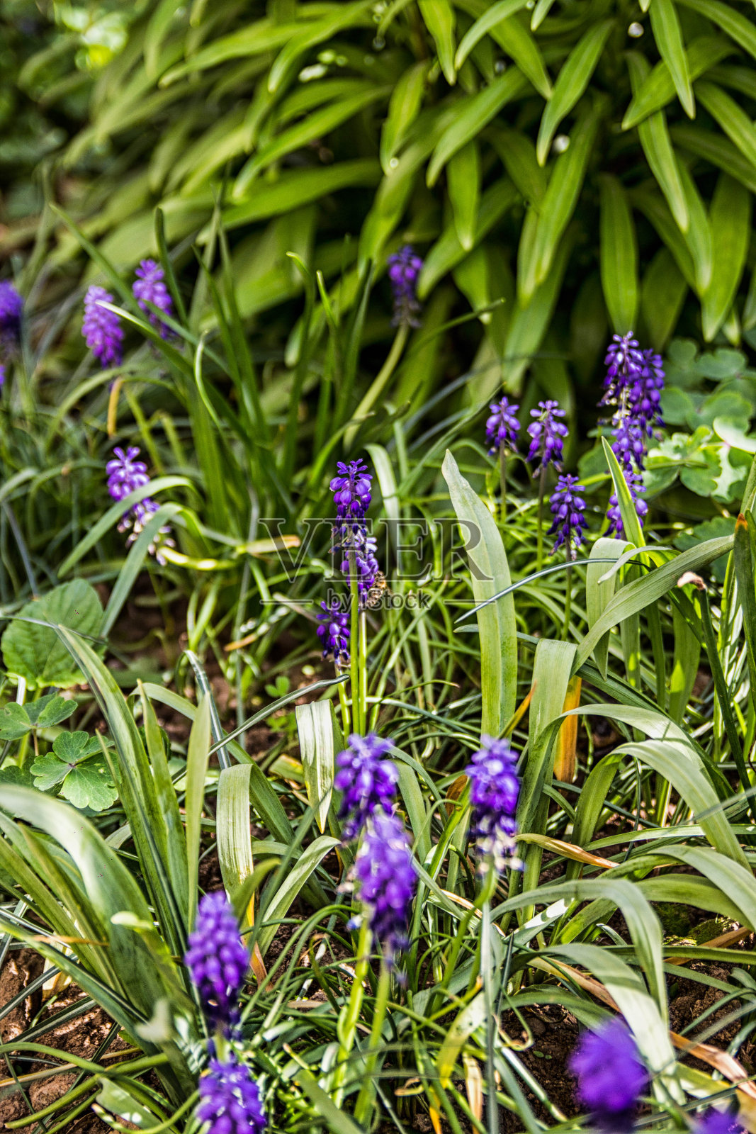春蓝花照片摄影图片