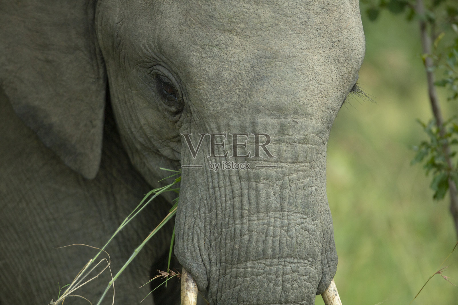 大象喂养照片摄影图片