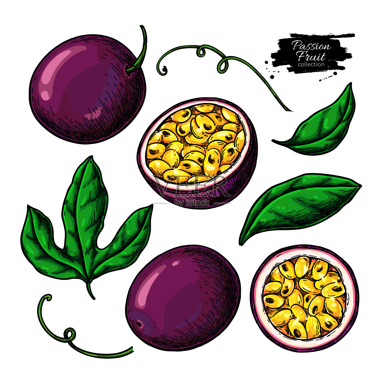 百香果矢量绘图集.手绘热带食物插图.夏天有对象