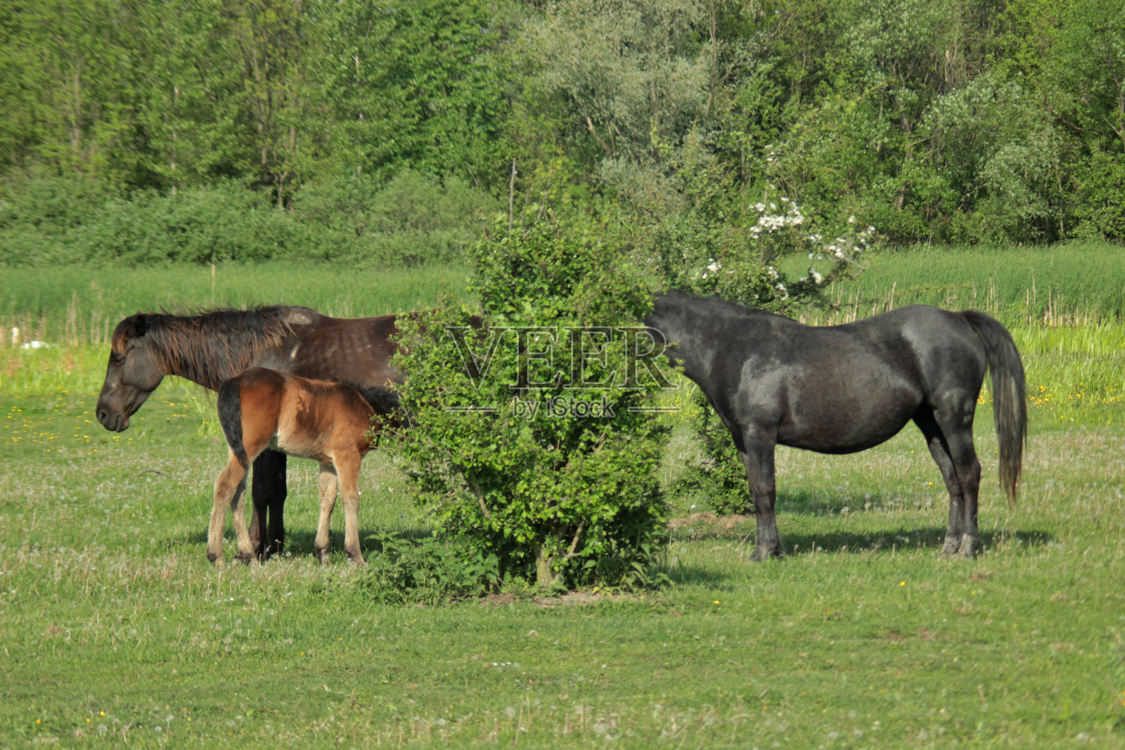 野马和她的小马驹照片摄影图片