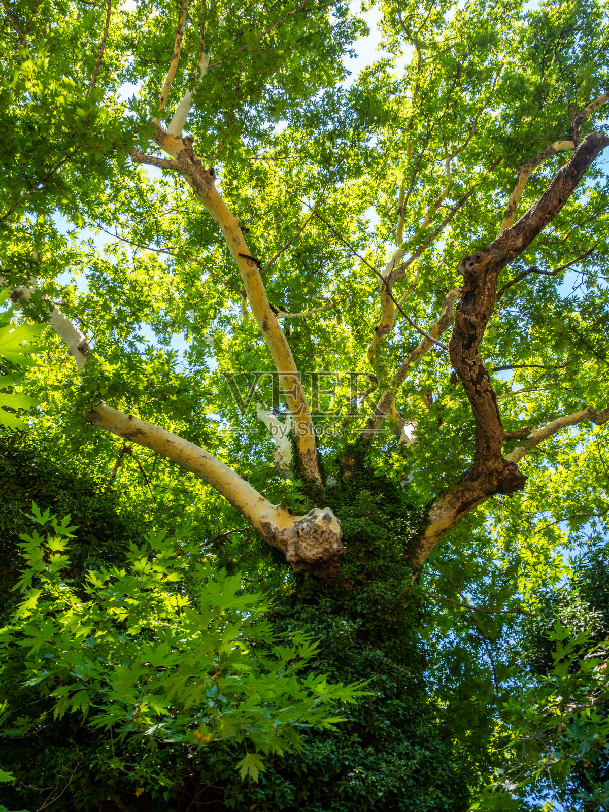 在希腊埃德萨市一棵巨大的老梧桐树的树荫下好好休息一下照片摄影图片