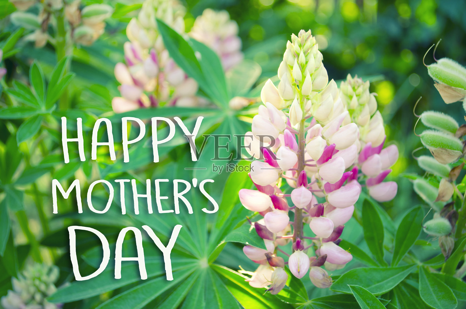 美丽多彩的羽扇豆花盛开在绿色模糊的背景照片摄影图片