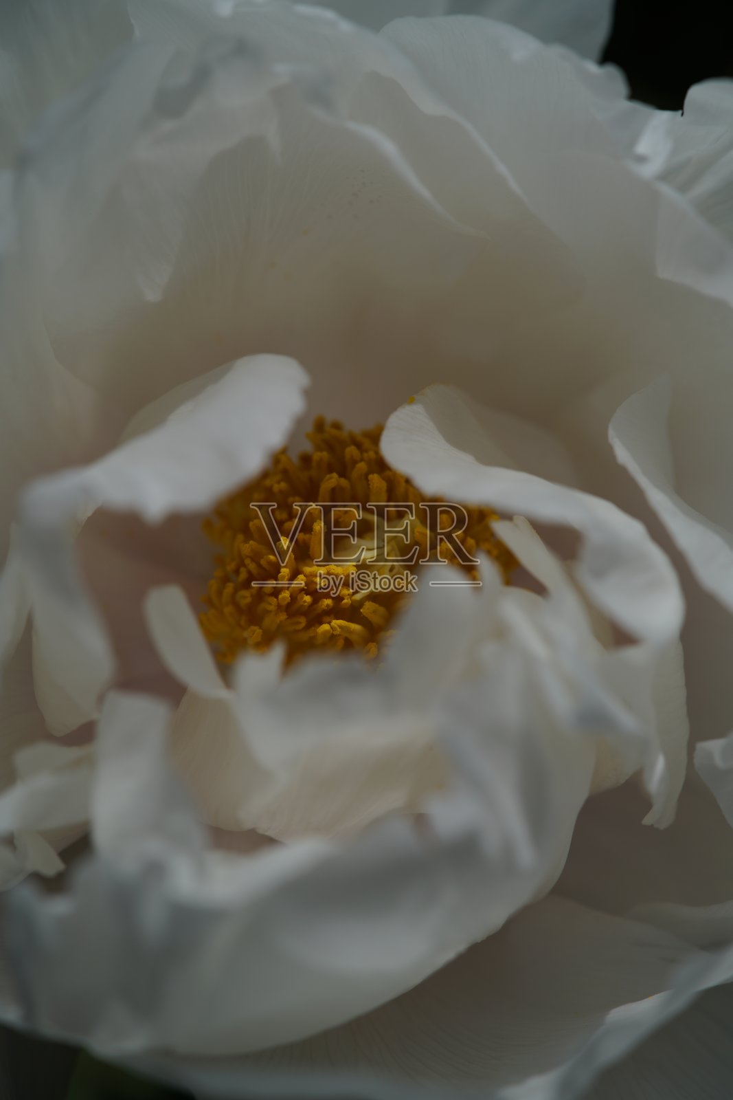 牡丹,白照片摄影图片