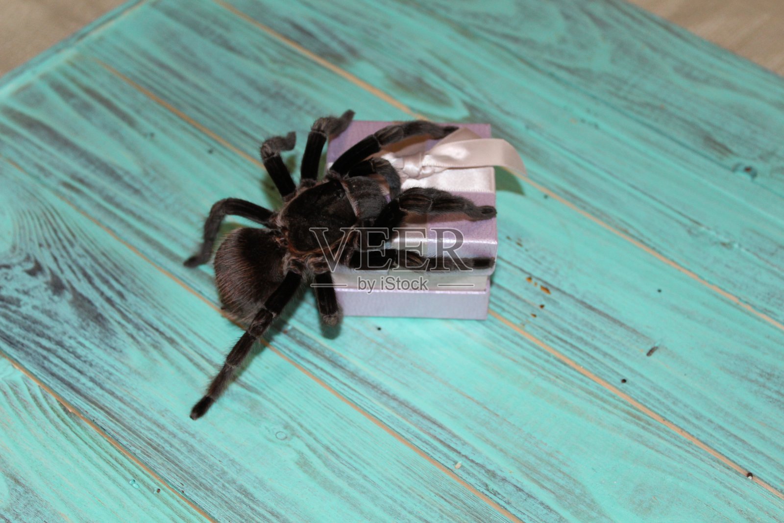 狼蛛和礼物照片摄影图片