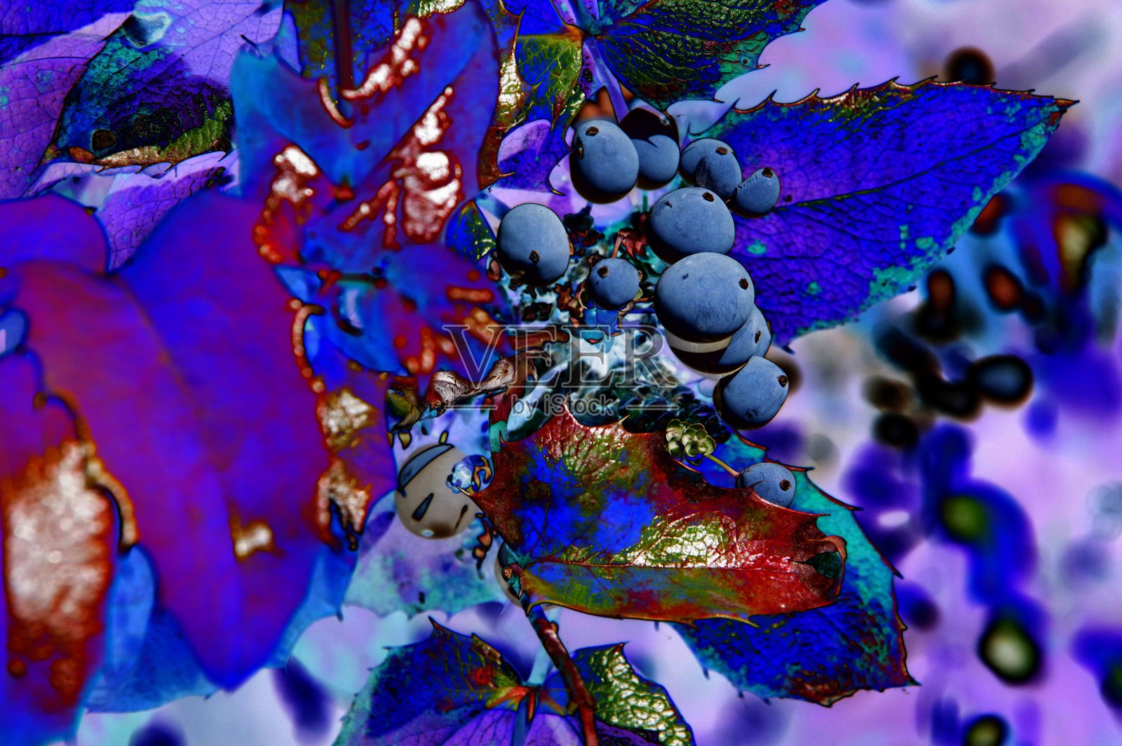 毛茛果的假颜色照片摄影图片