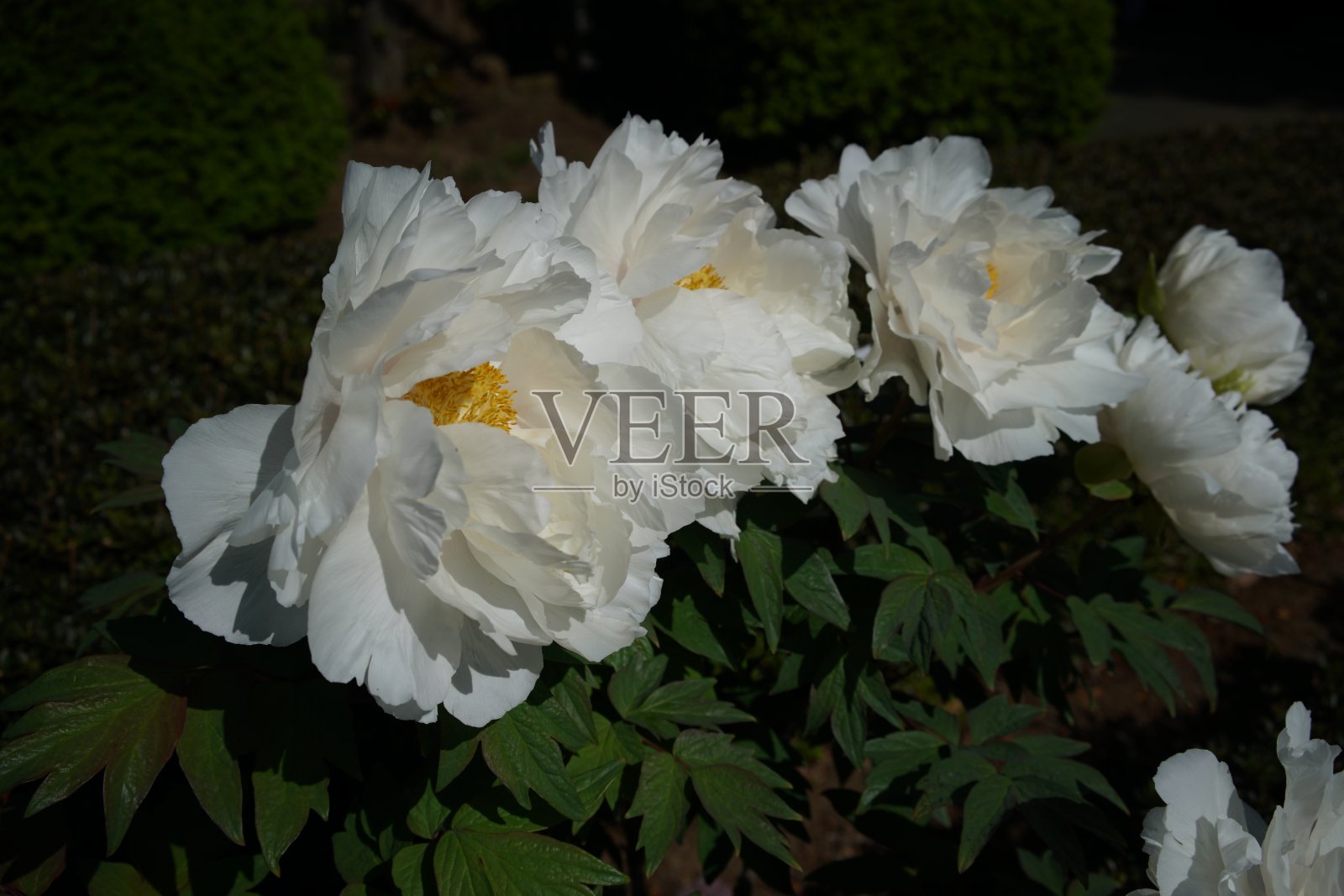 牡丹,白照片摄影图片