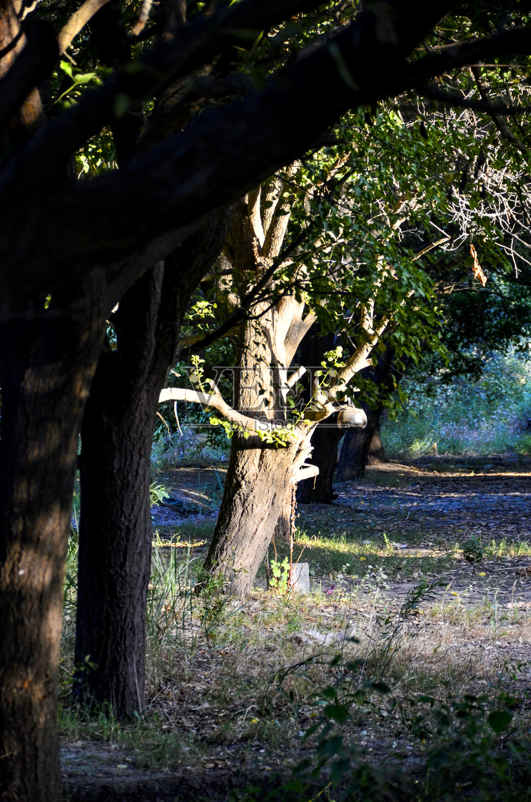 阳光下的树干照片摄影图片