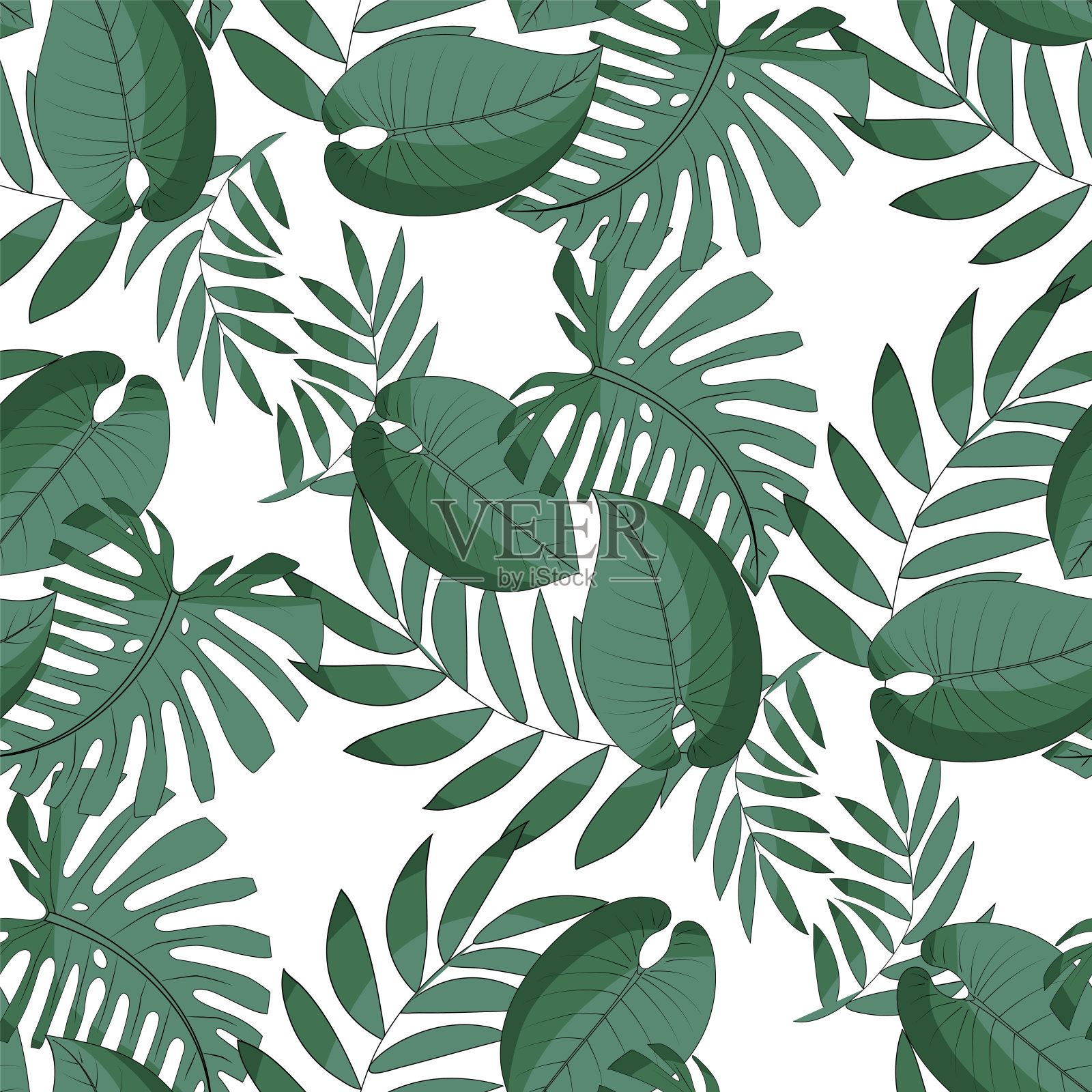 怪兽，棕榈叶，philodendron图案插画图片素材