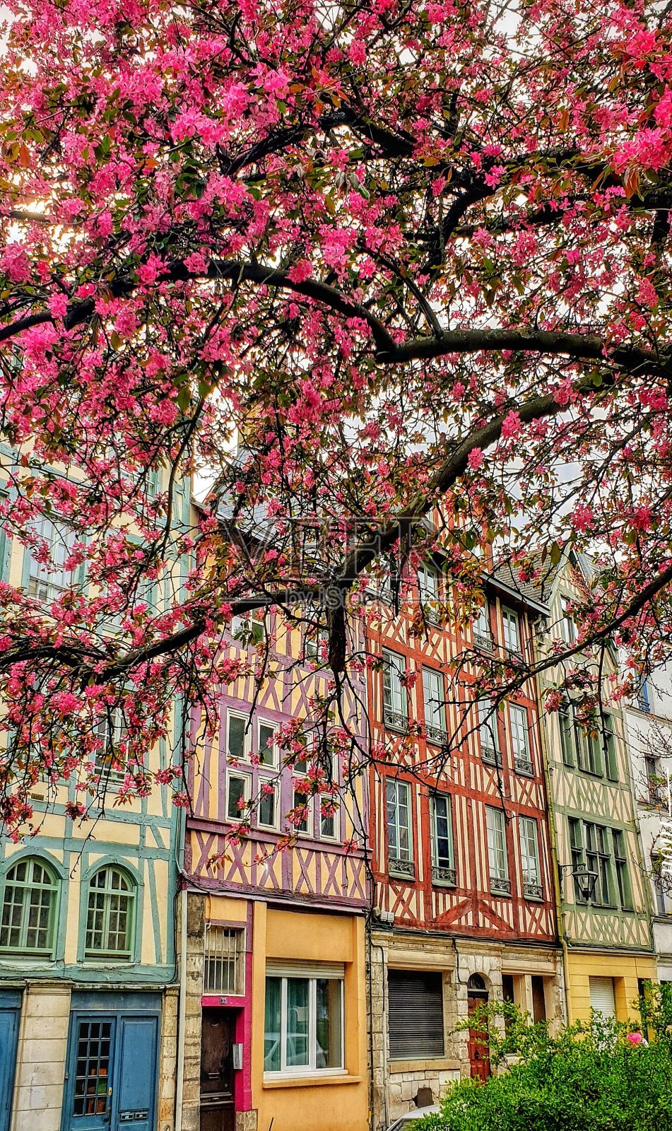 城市里的树开花了。诺曼底照片摄影图片