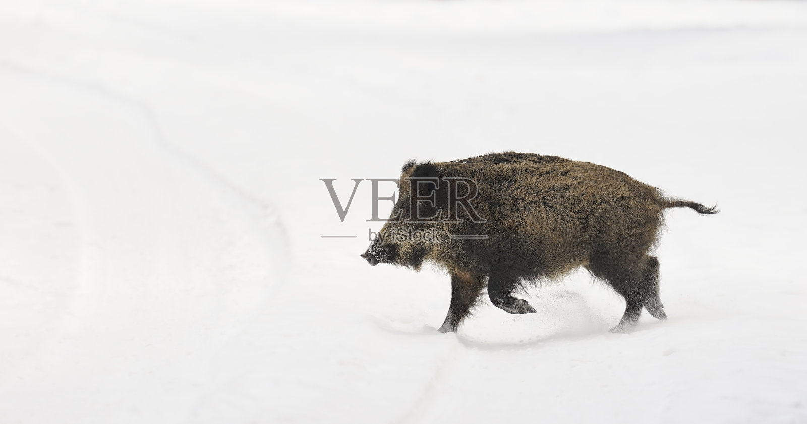 雪中的野猪照片摄影图片