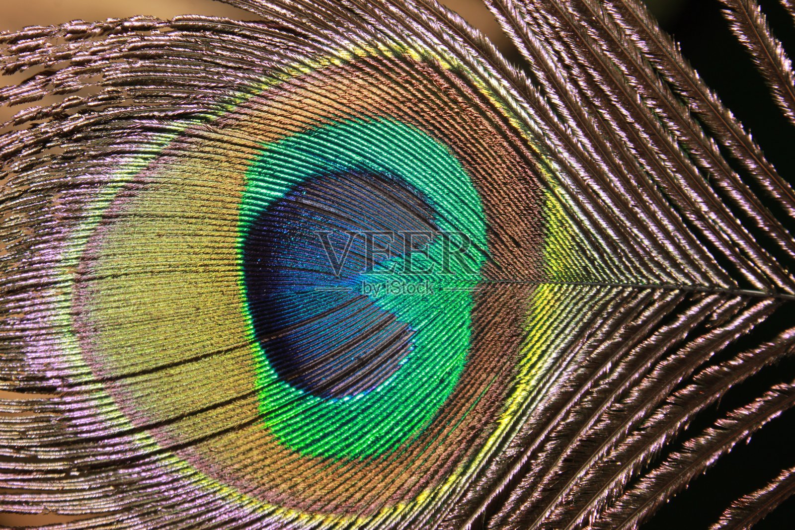 彩色的背景。孔雀羽毛特写照片摄影图片