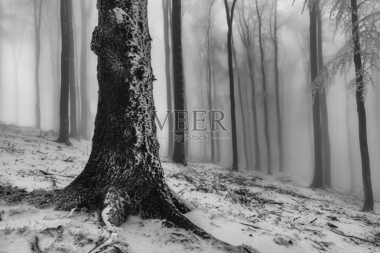 冬天山毛榉森林照片摄影图片