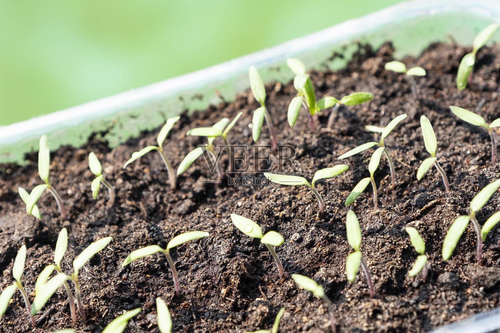 发芽的蔬菜的小枝，特写。春季准备淡季。照片摄影图片