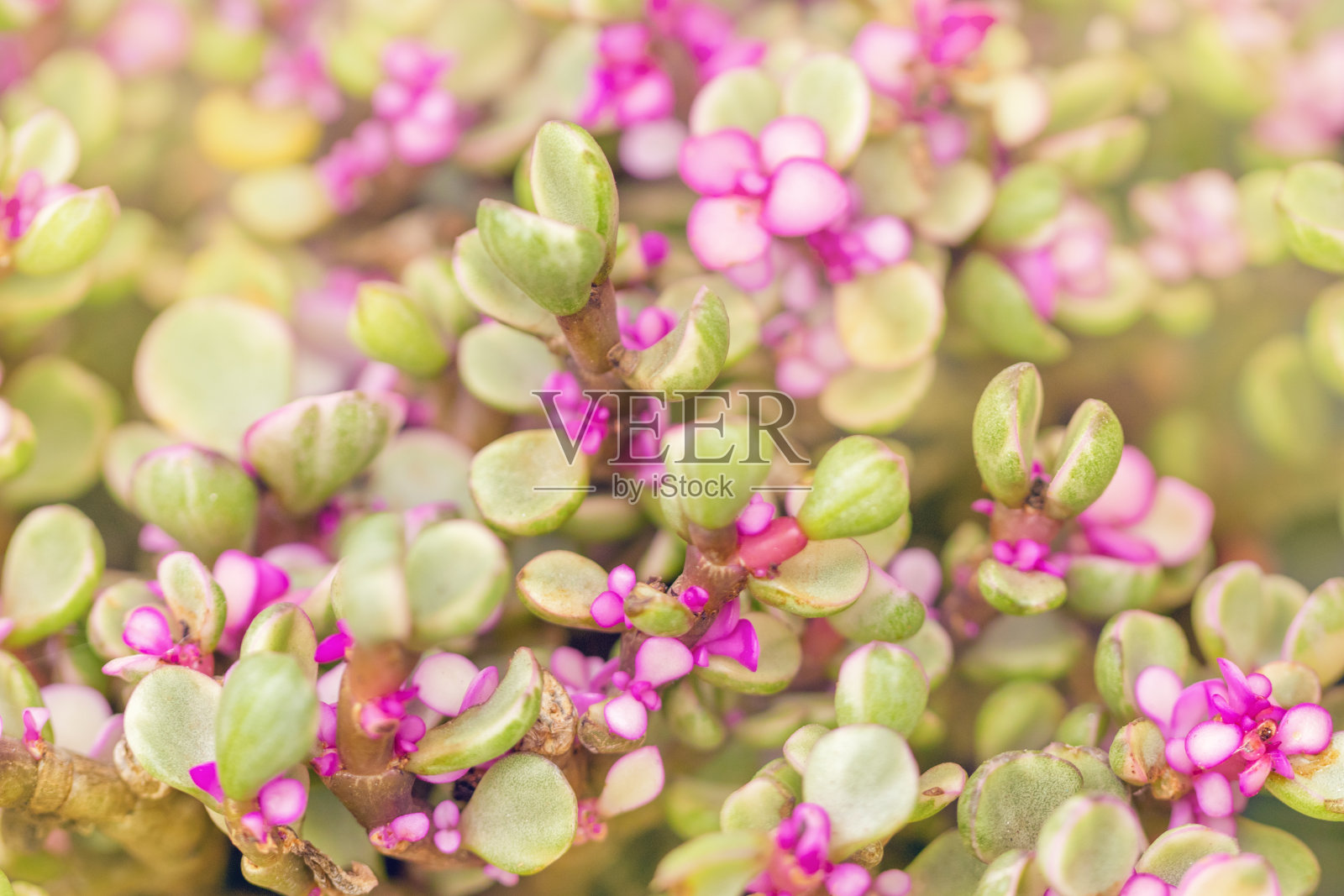 多汁的花照片摄影图片