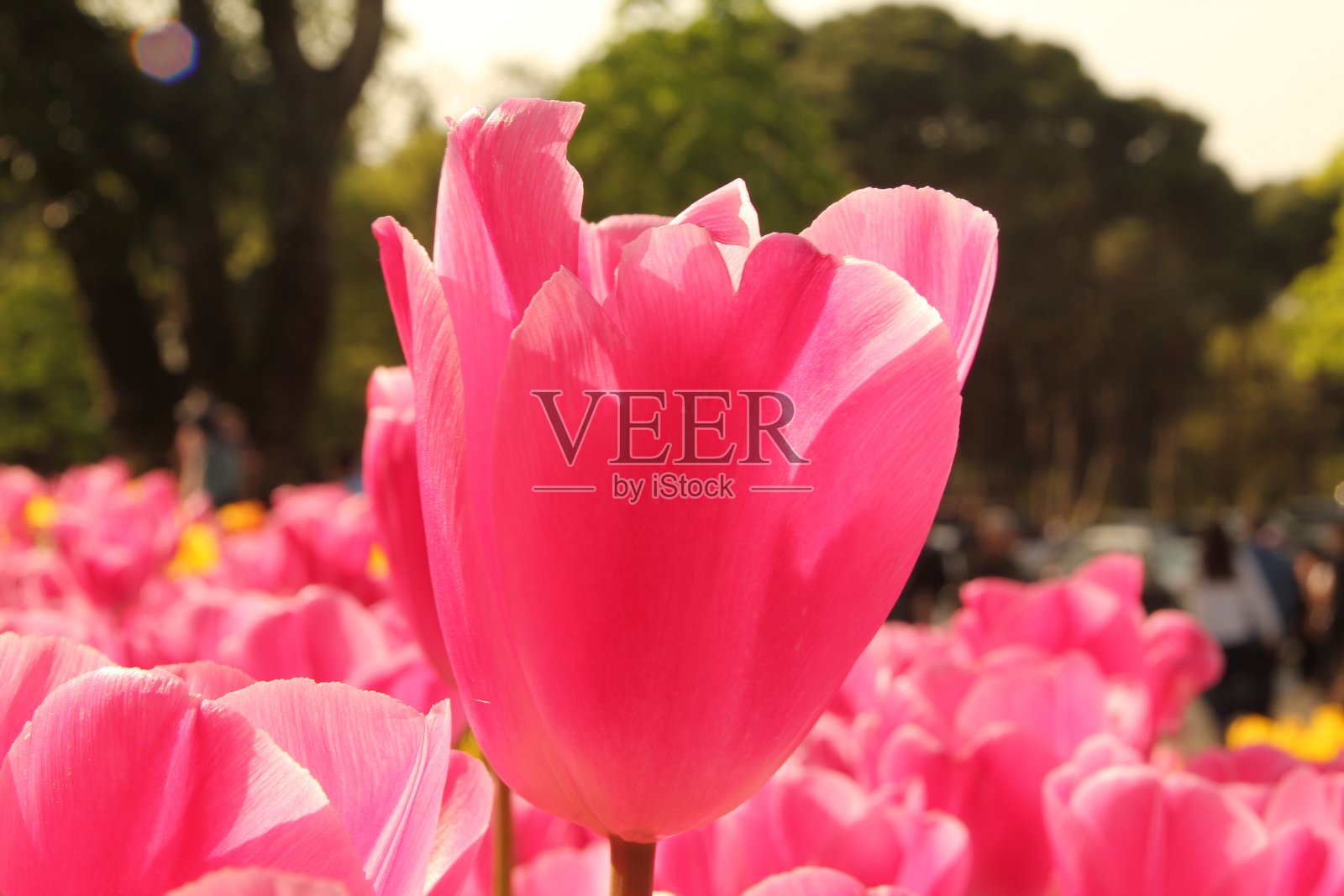 土耳其伊斯坦布尔粉红色、红色、黄色和白色的郁金香照片摄影图片