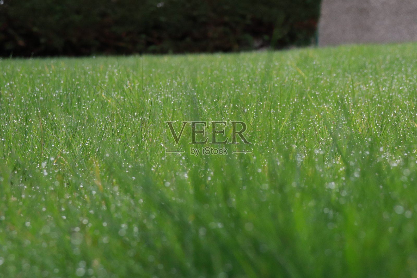 近距离观察草叶照片摄影图片