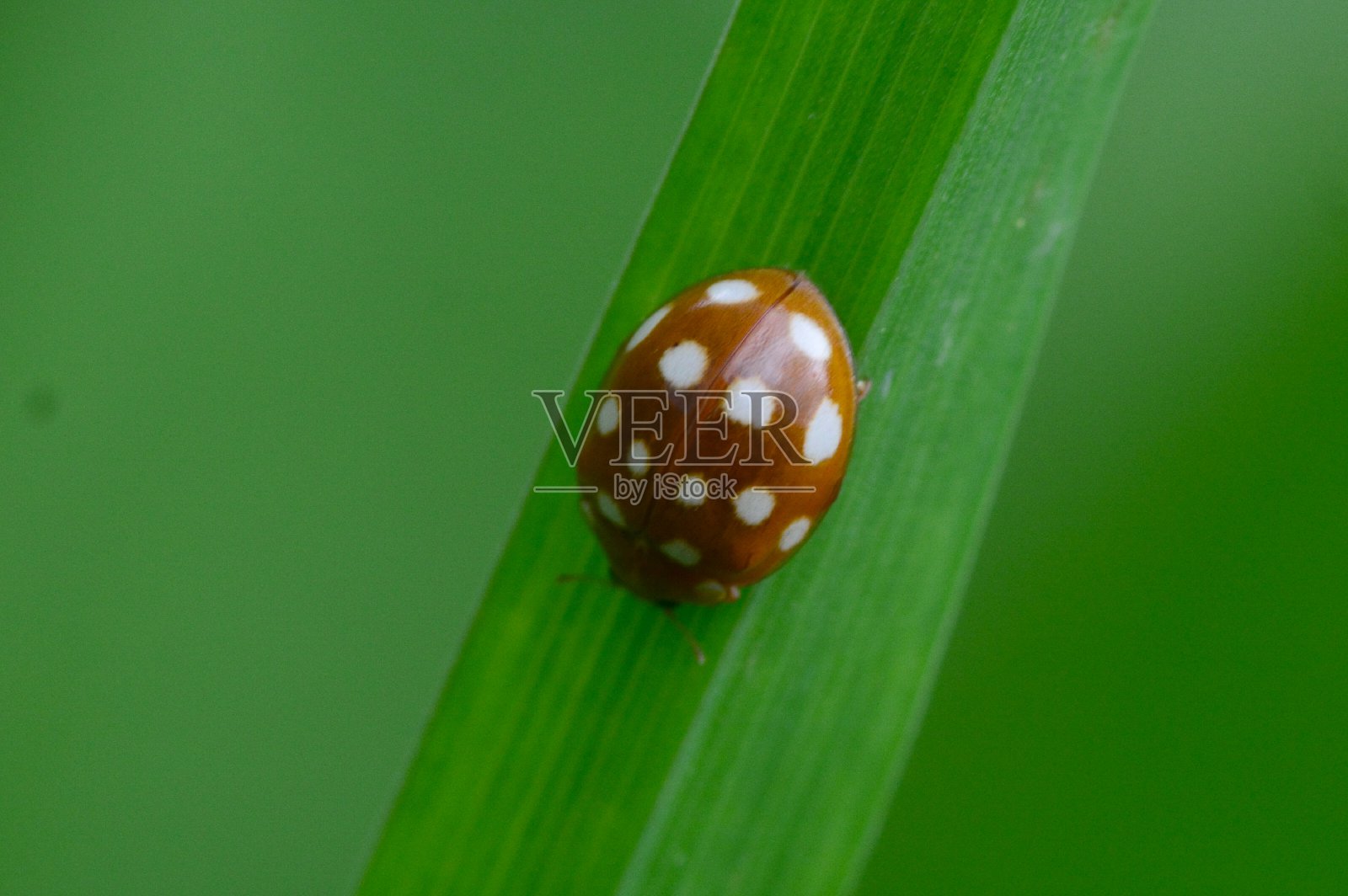 瓢虫照片摄影图片