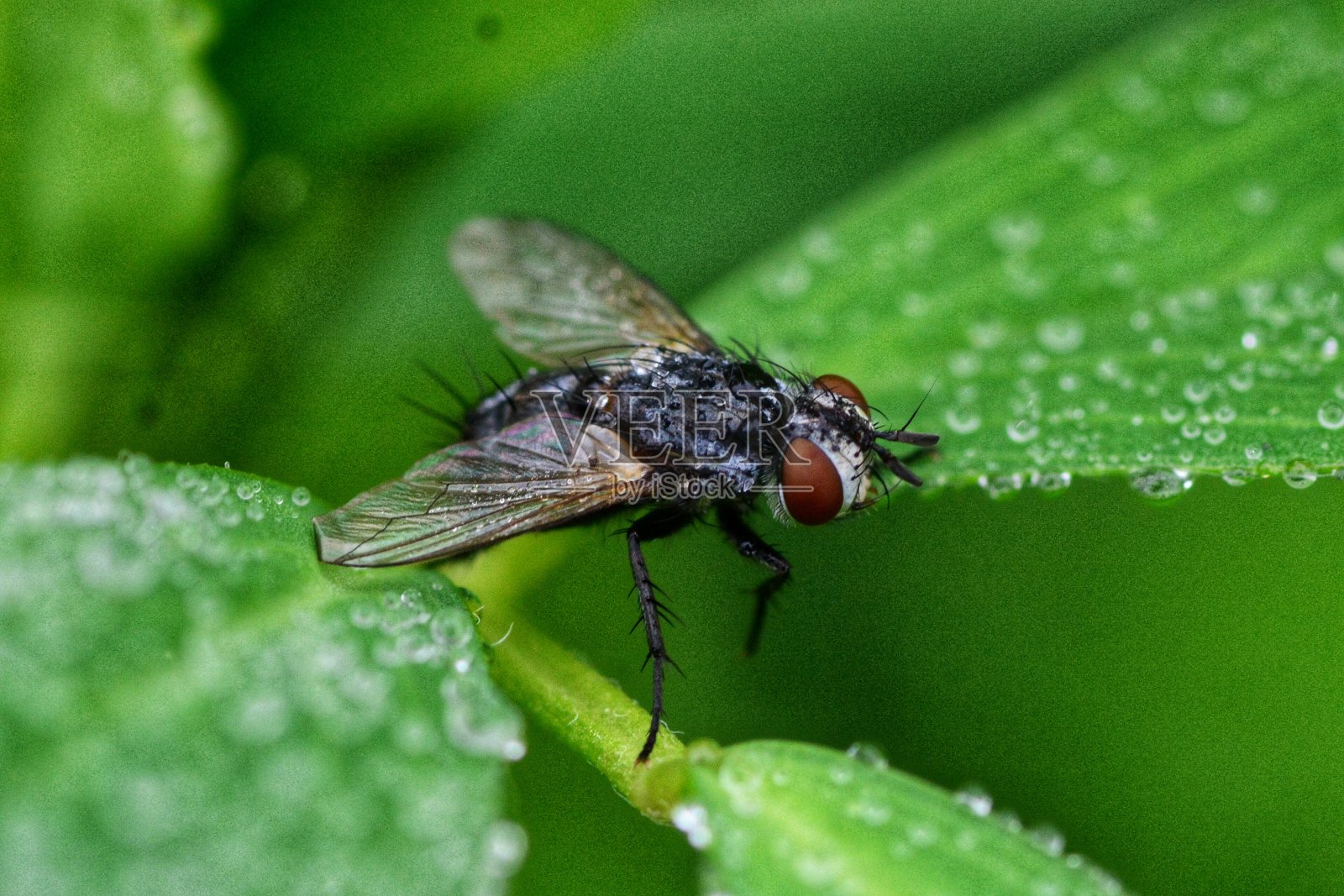 黑色fly-insect照片摄影图片