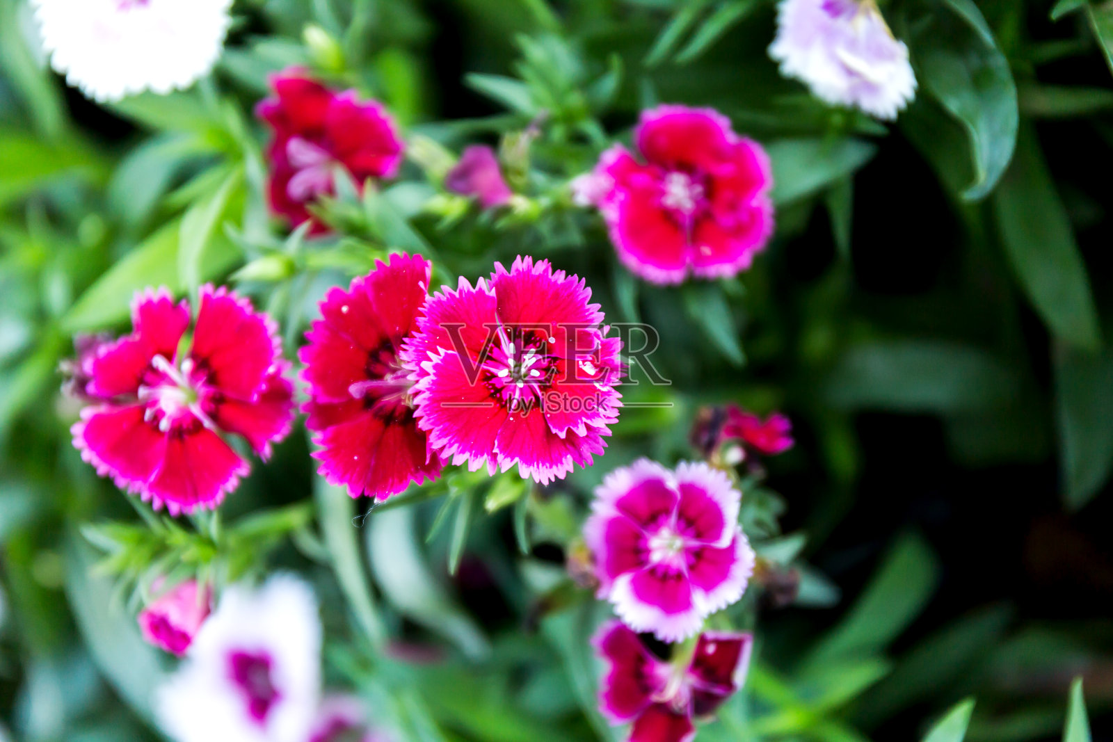 花园中盛开的石竹花照片摄影图片