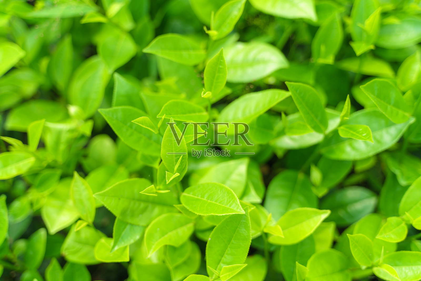 清晨，茶园里新鲜的绿茶叶子和嫩芽照片摄影图片