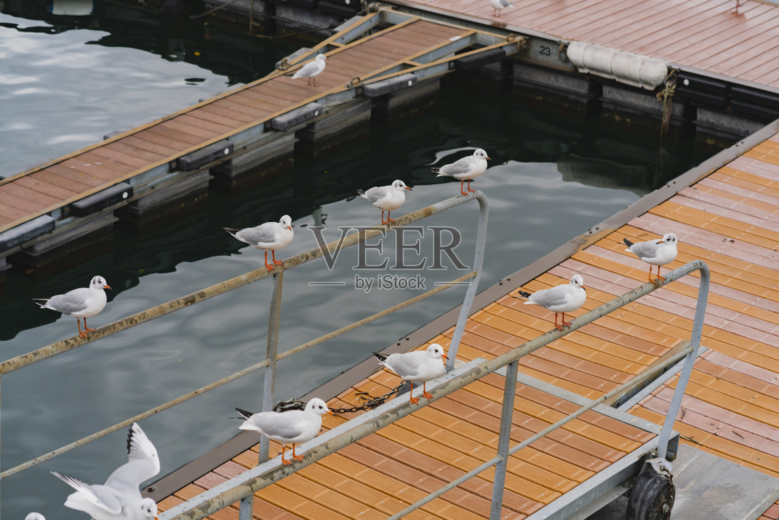 海鸥在瑞士湖边的费里码头成群结队照片摄影图片